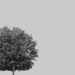 Black and white image of a large leafy tree against a plain background