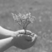 A person holding a small plant
