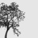 A black and white image of a tree with small leaves and branches.