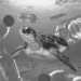 A turtle swimming in water